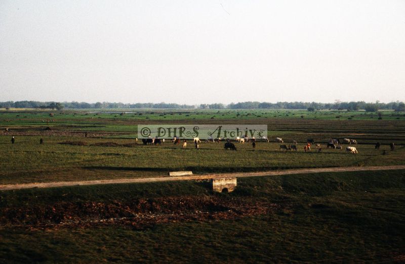 11975.jpg