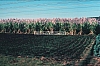 02454.jpg